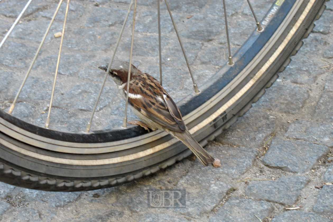 tiere_spatz_auf_rad