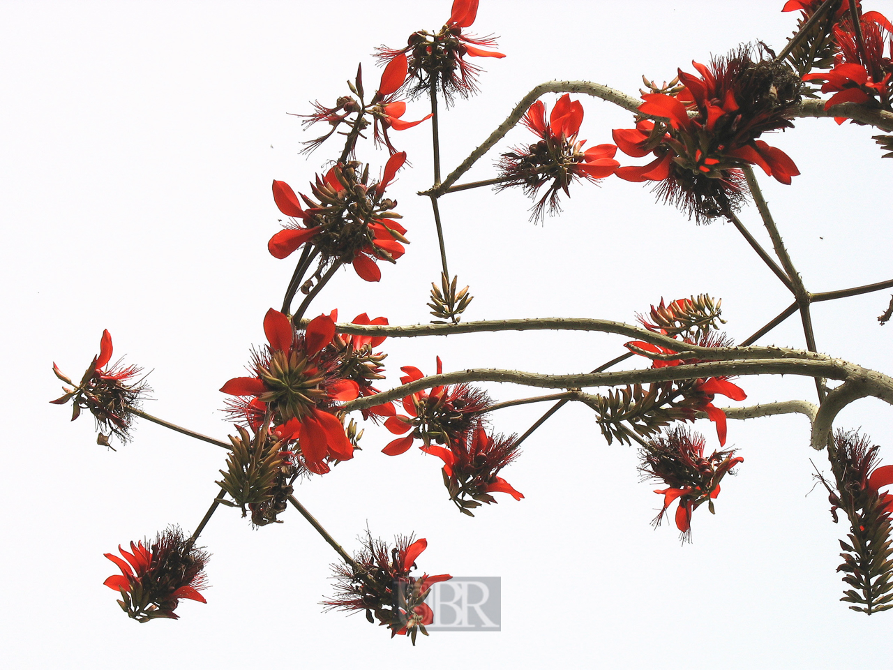 03_baum_und_strauch_21