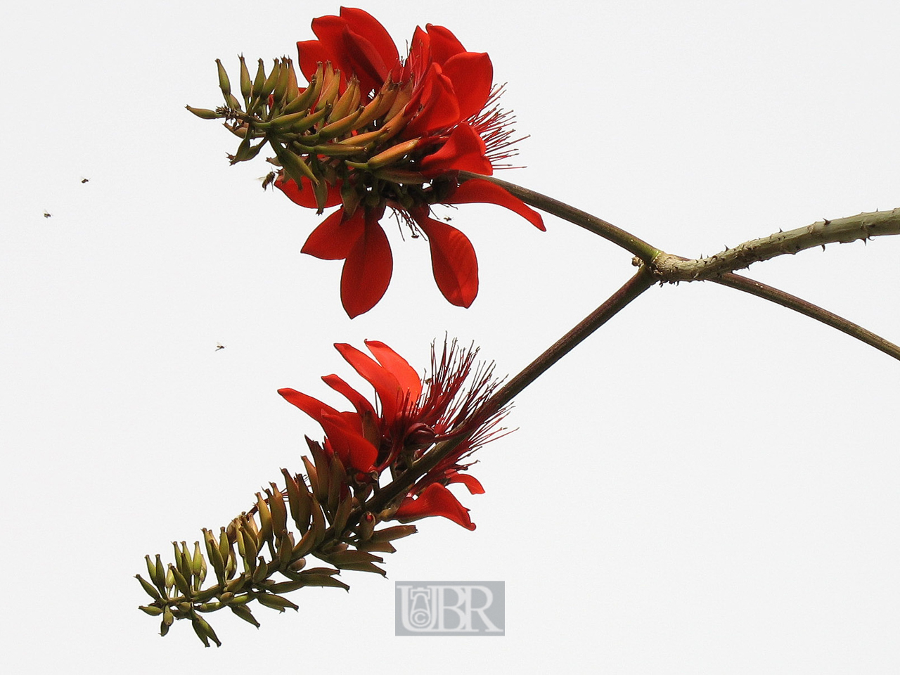 03_baum_und_strauch_22