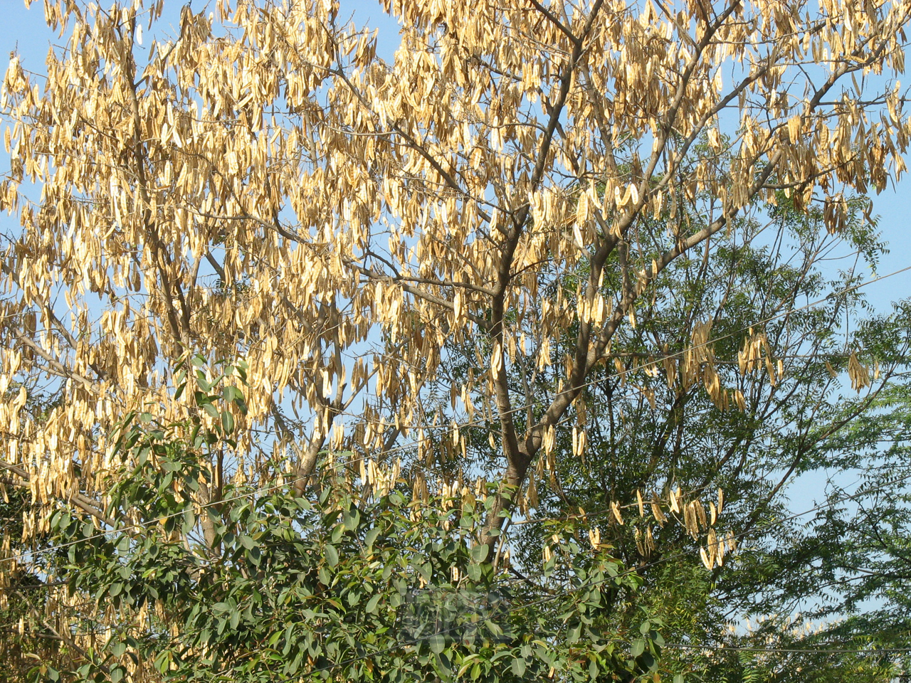 03_baum_und_strauch_23