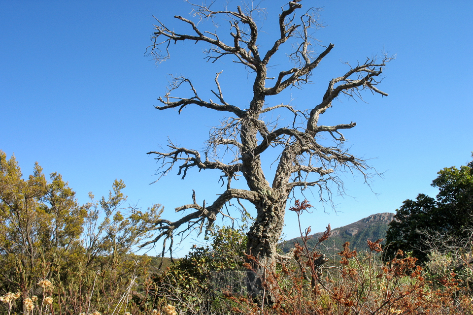 nizza_2_massif_05_korkeiche