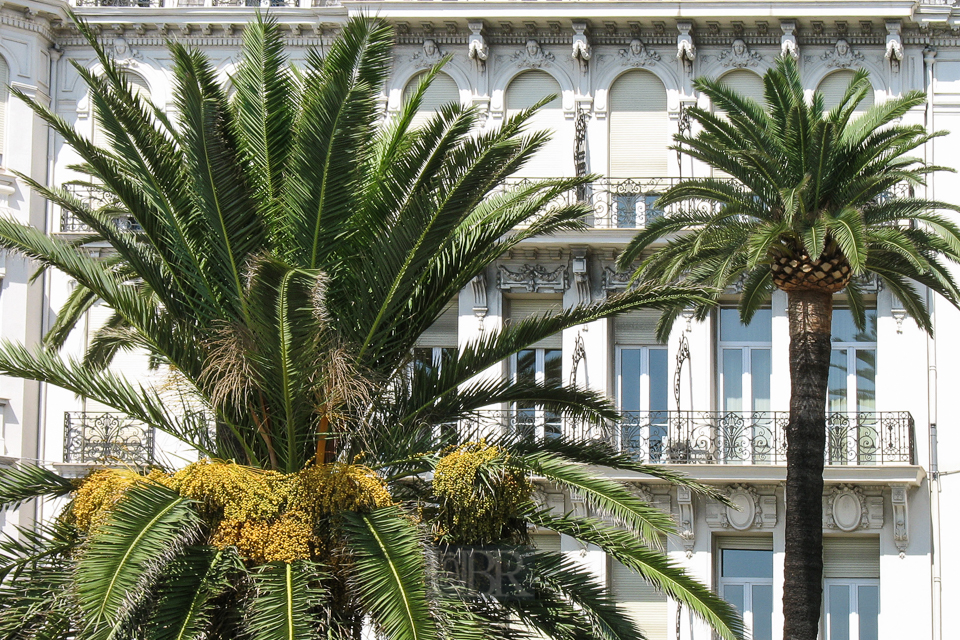nizza_5_nizza_an_der_promenade_05_mit_palmen