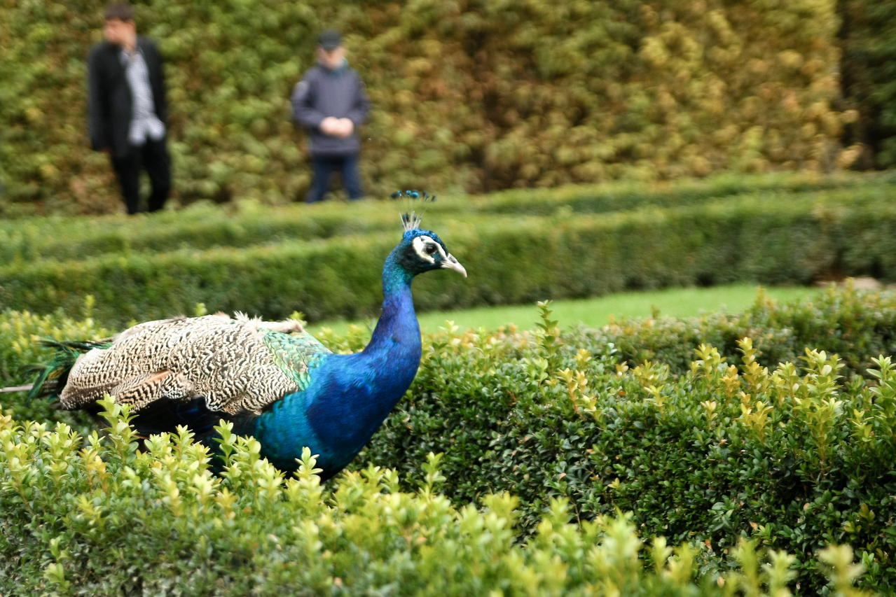 pfau_01_im_garten