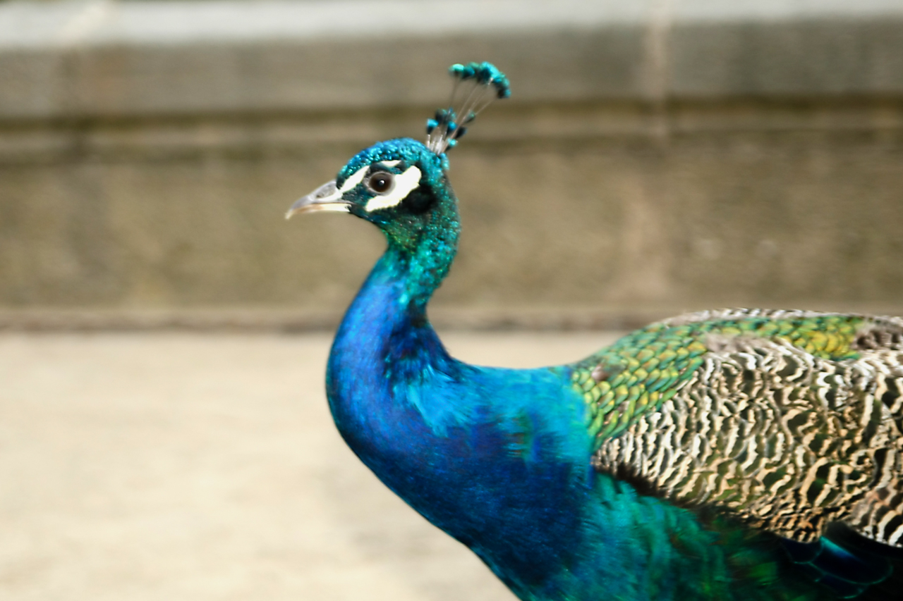 pfau_02_am_weg