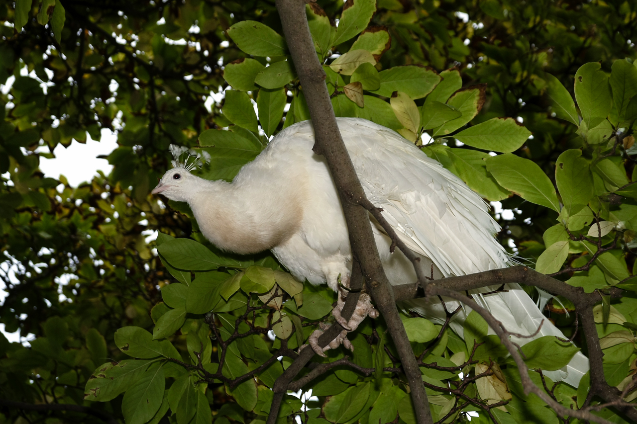pfau_02_im_baum