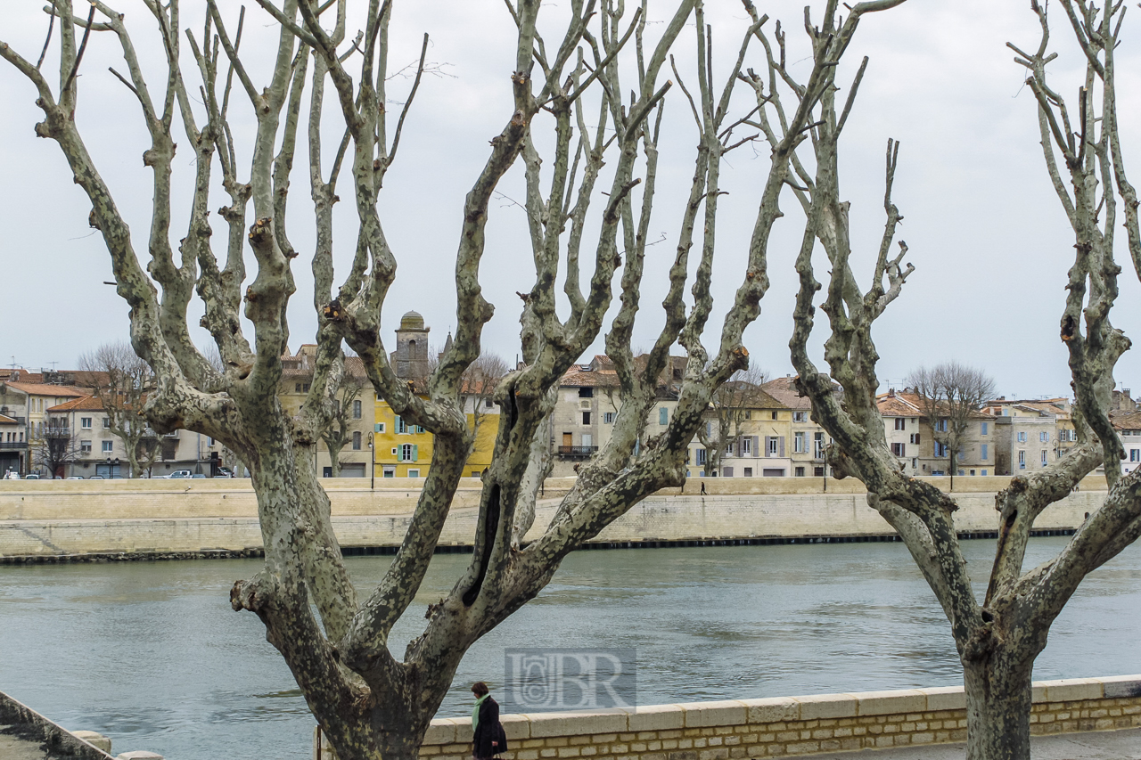 allee_04_plantanen_arles_rhone