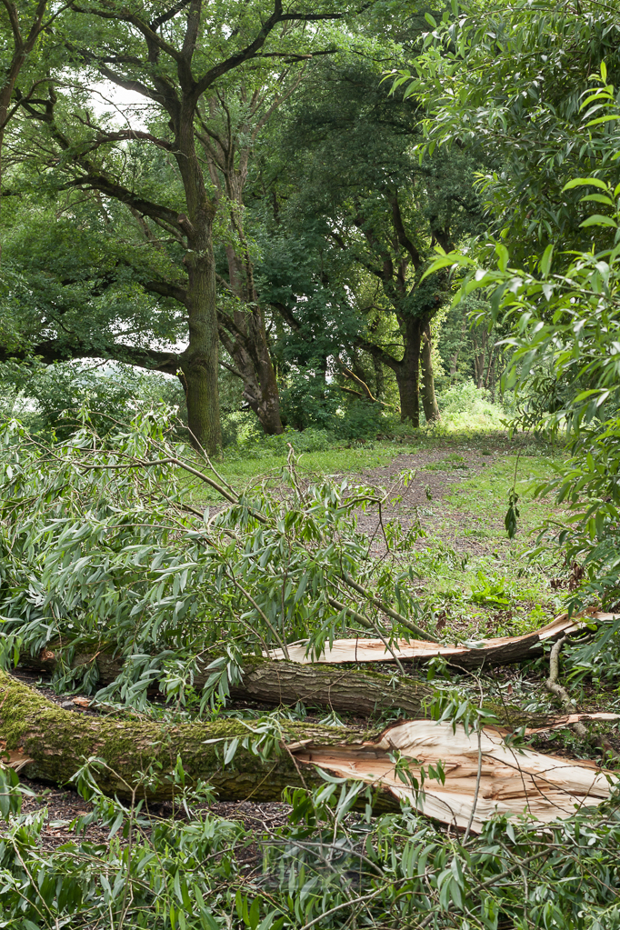 Auwälder entlang der Elbe - mit Sturmschäden