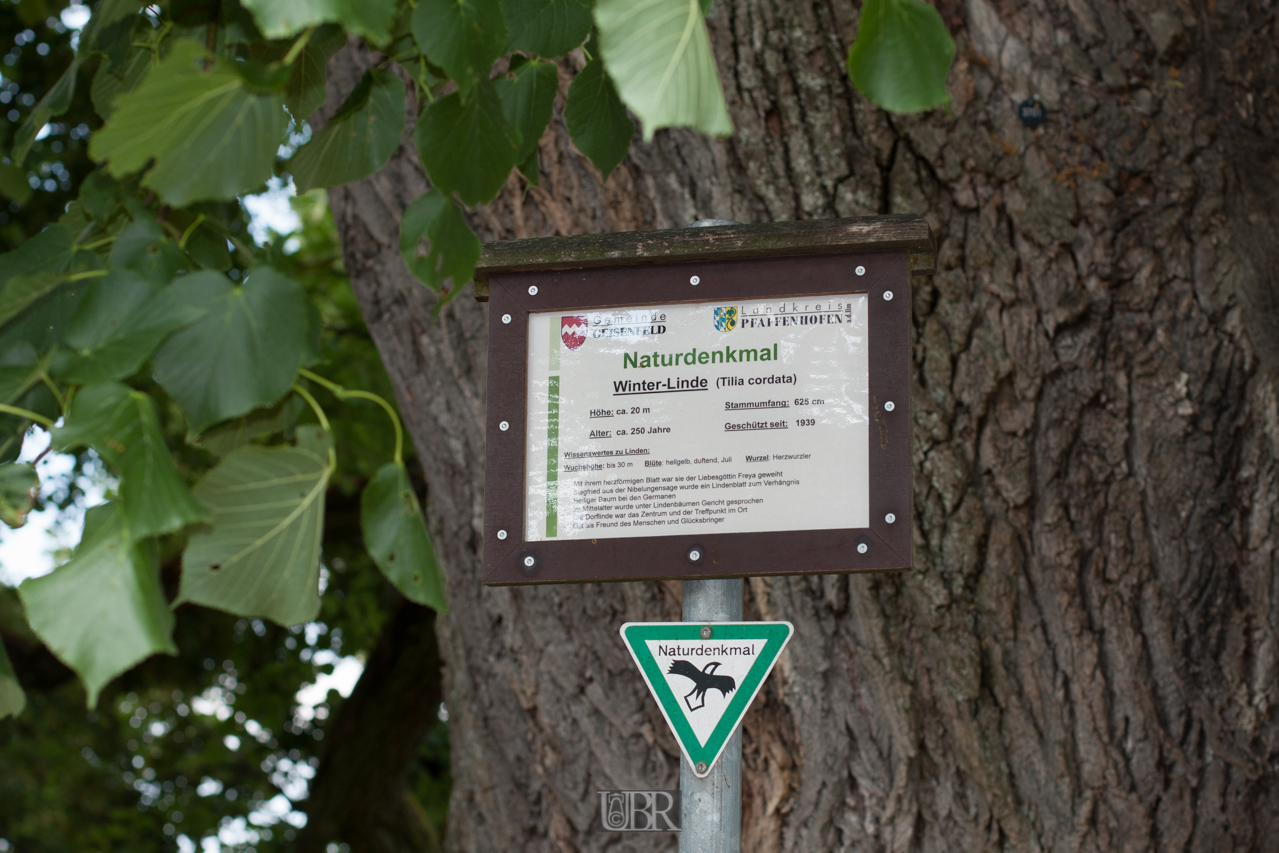 Eine alte Linde in Geisenhausen