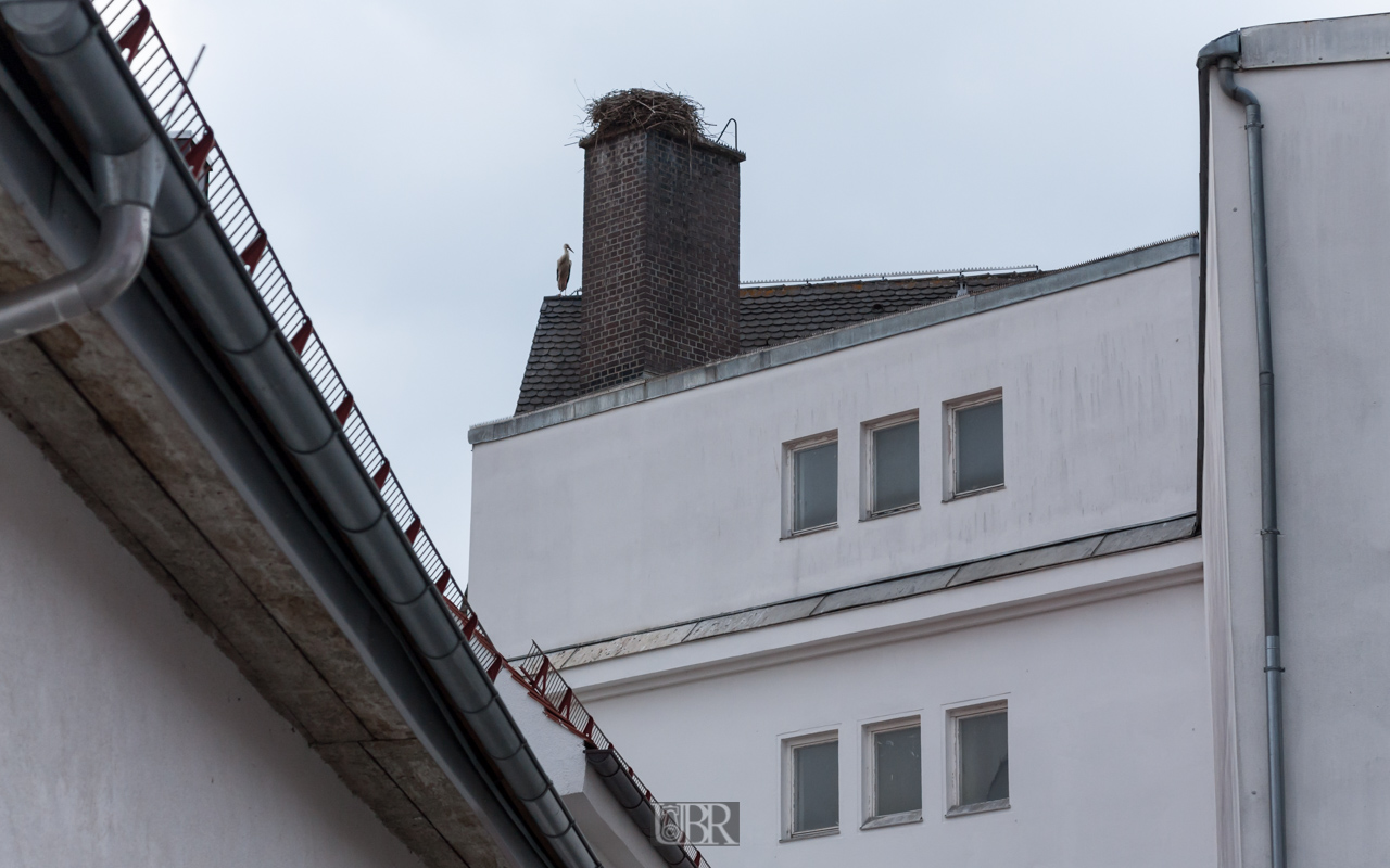 Schrobenhausen hat Platz für Störche