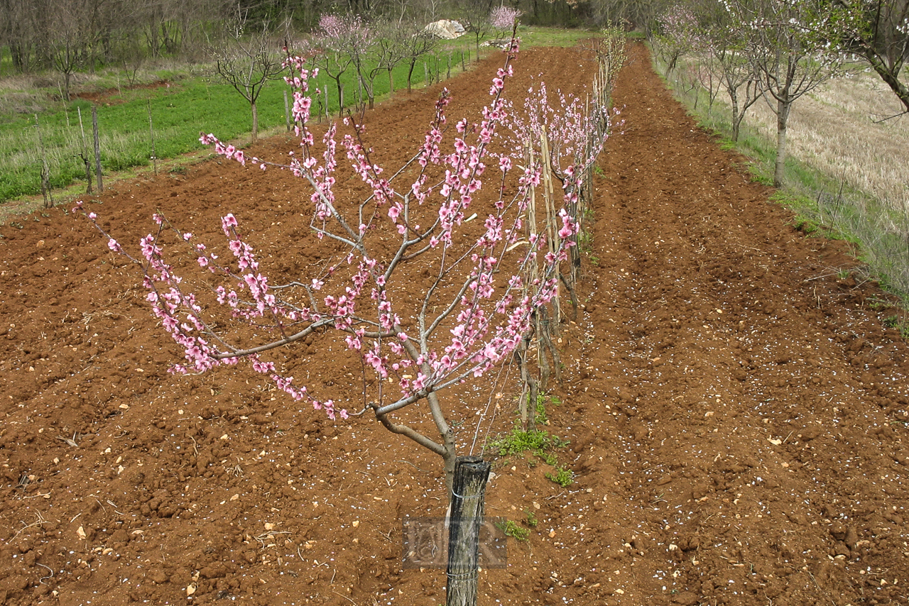 baum_bluete_02