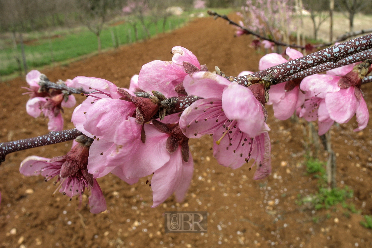 baum_bluete_03