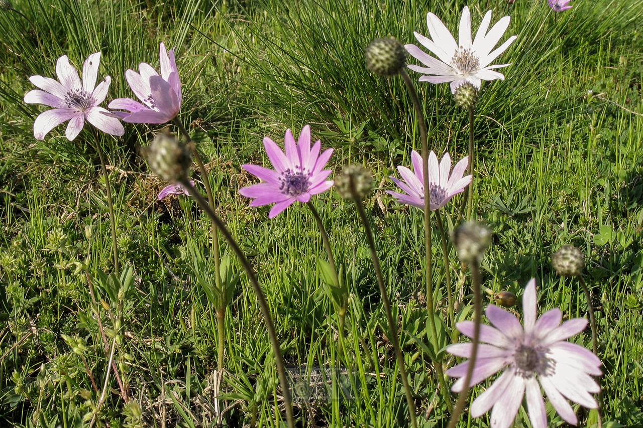 blumen_wiese_02