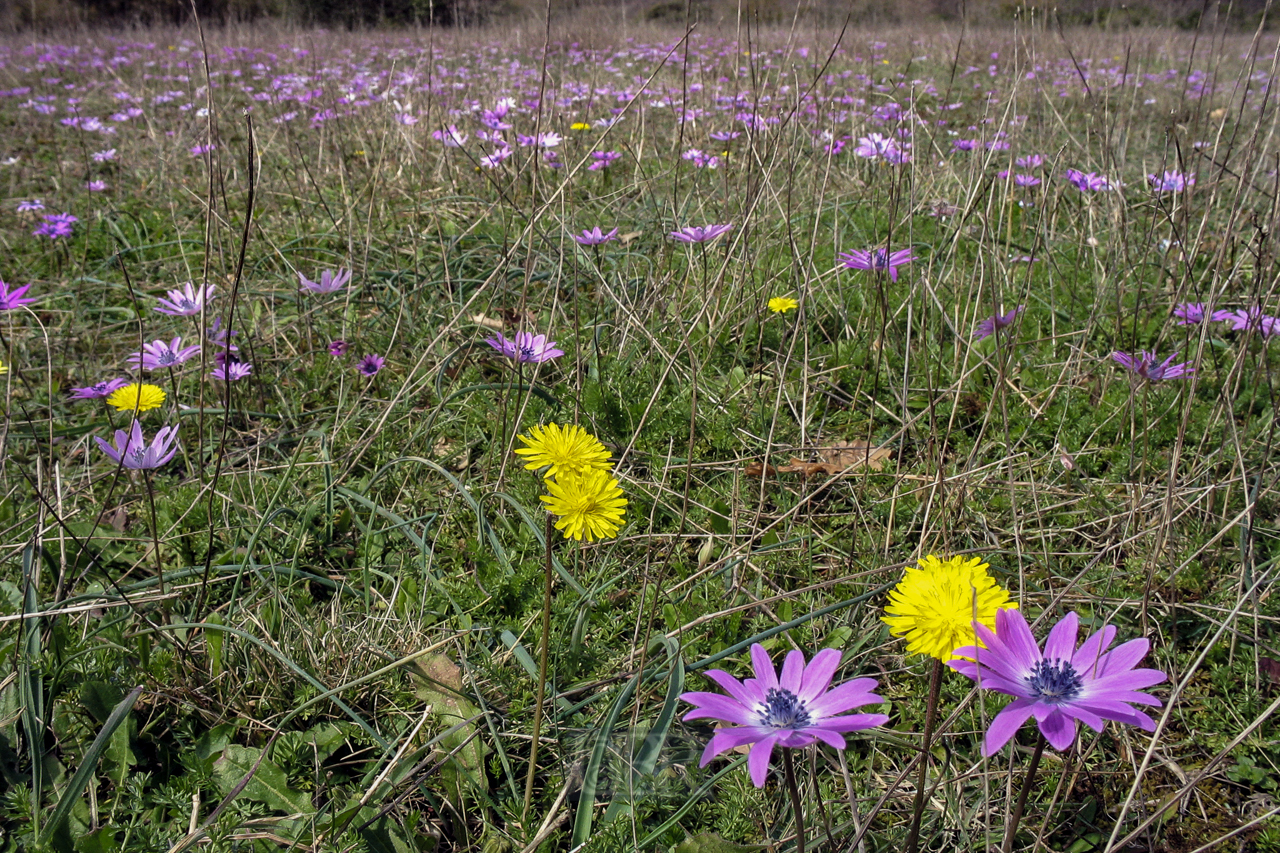 blumen_wiese_602