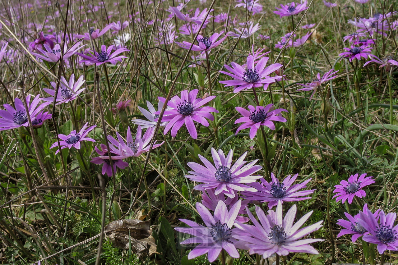 blumen_wiese_604
