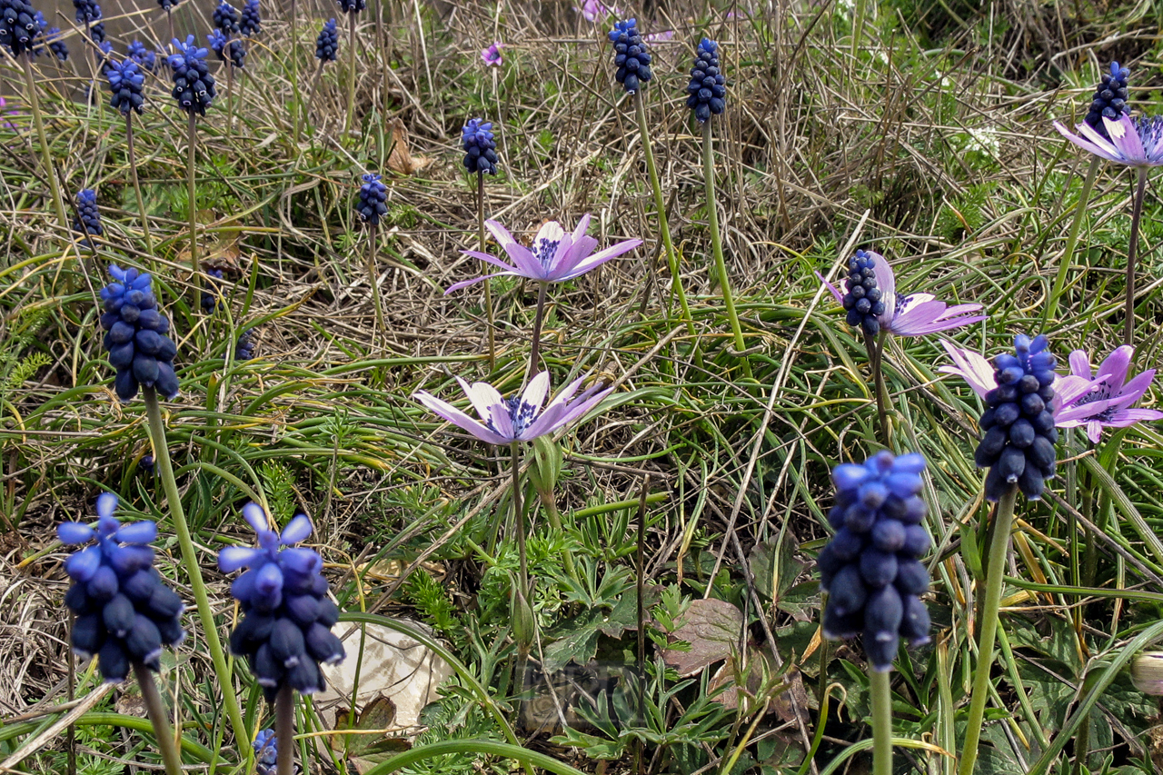 blumen_wiese_605