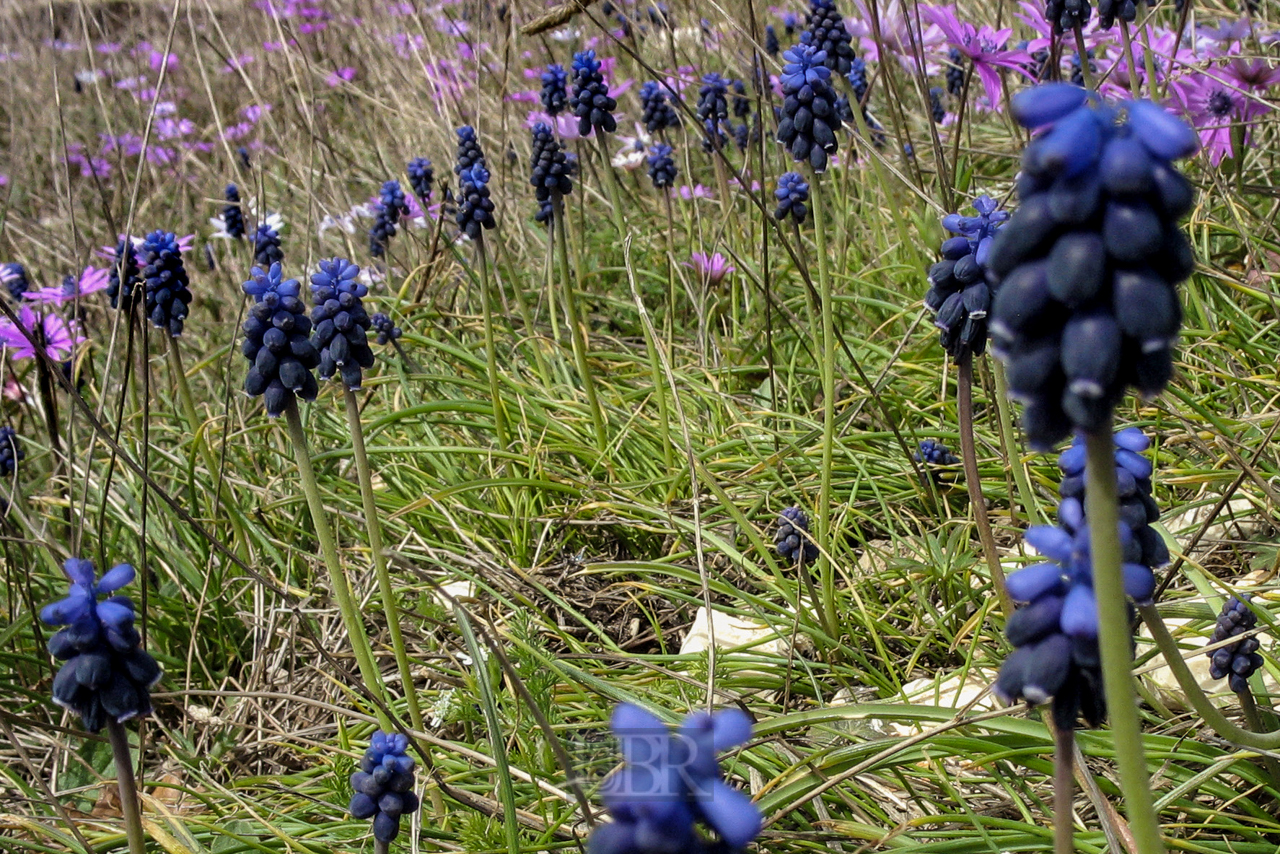 blumen_wiese_606
