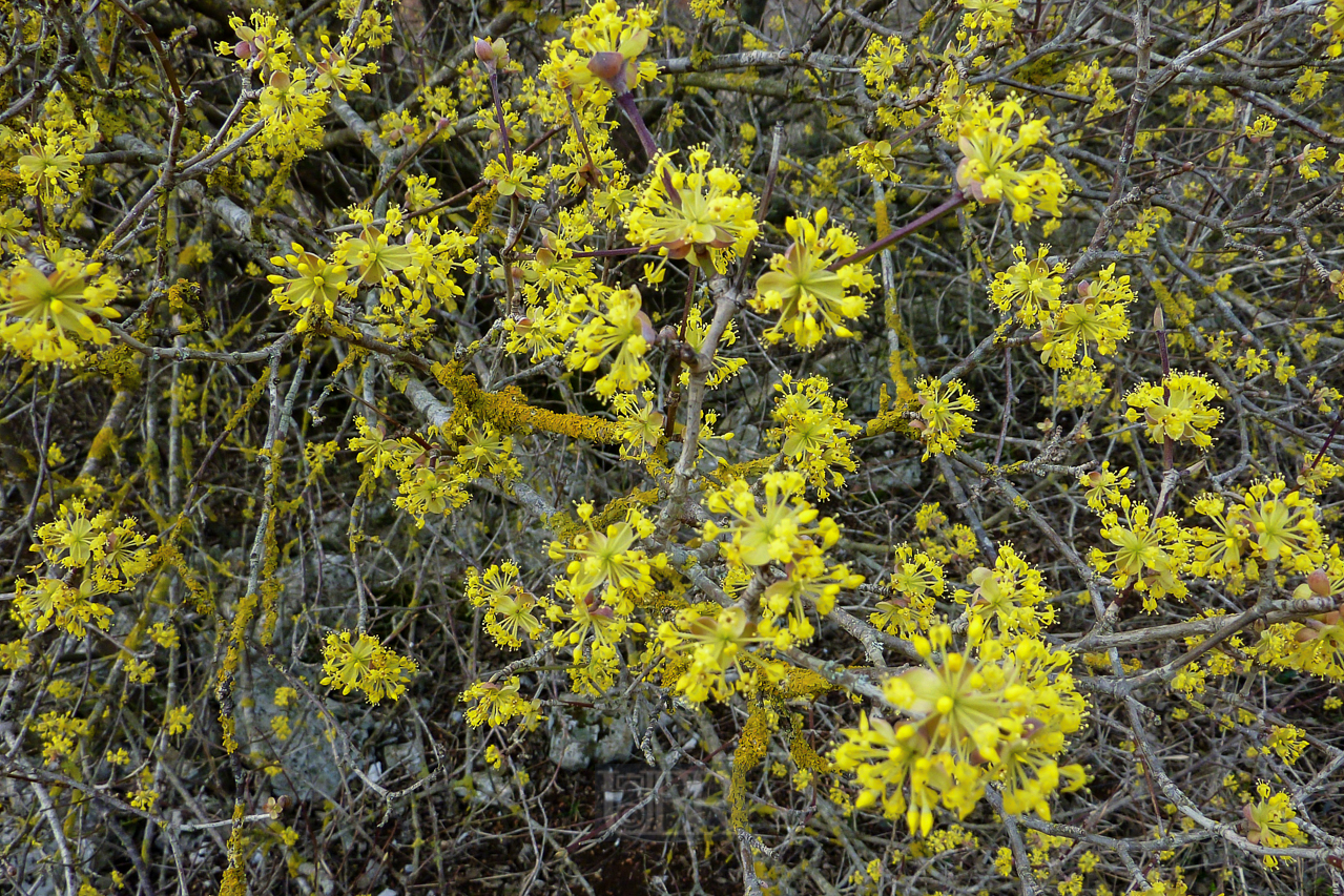 erste_blueten_02