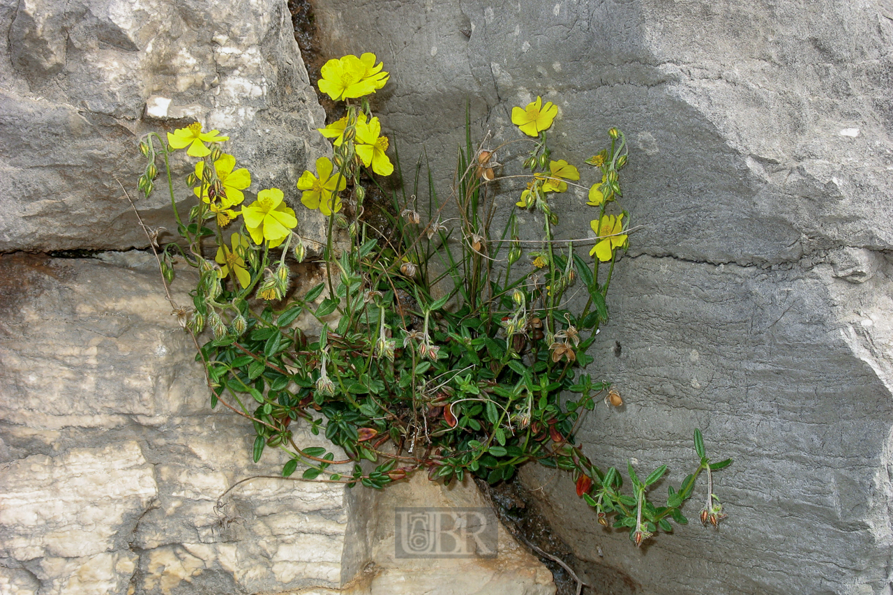 gelb_in_der_felsenspalte