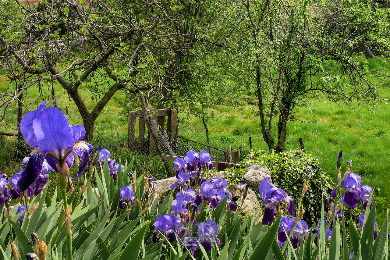 lilien_blau