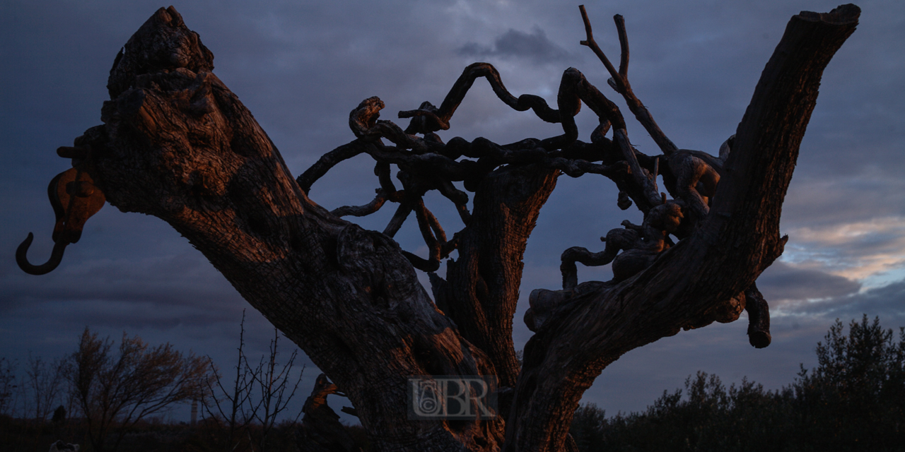 oliven_baum_01