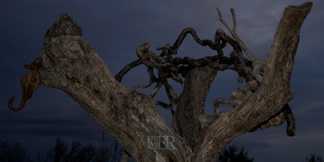 oliven_baum_02