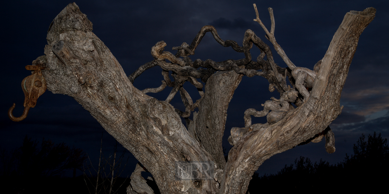 oliven_baum_03