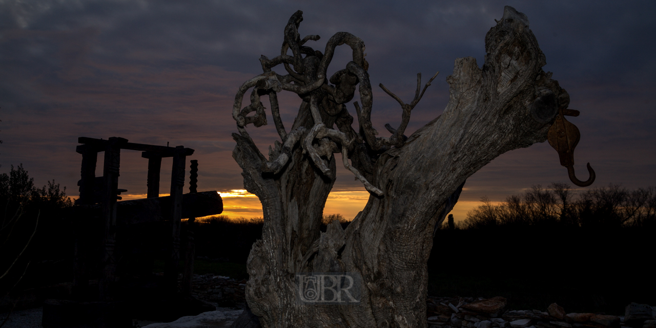 oliven_baum_presse