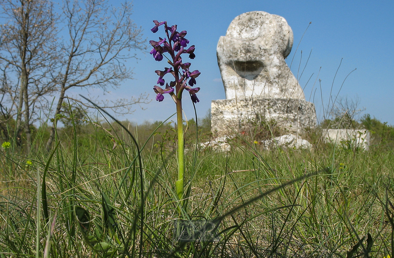 orchidee_01_mit_denkmal