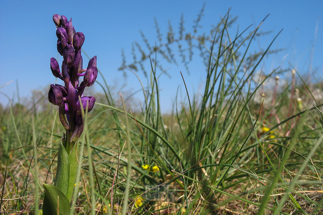 orchidee_02