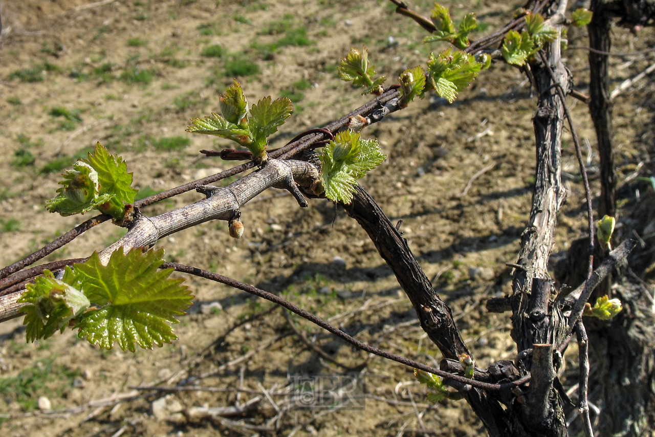 weinstoecke_im_april_03
