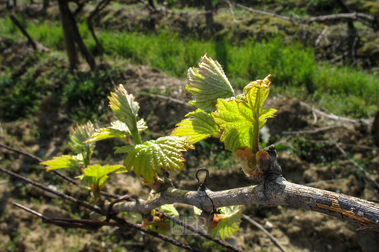 weinstoecke_im_april_04