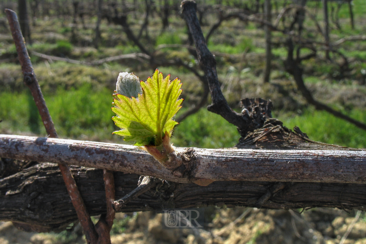 weinstoecke_im_april_05