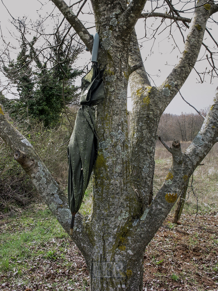 regenschirm_im_baum