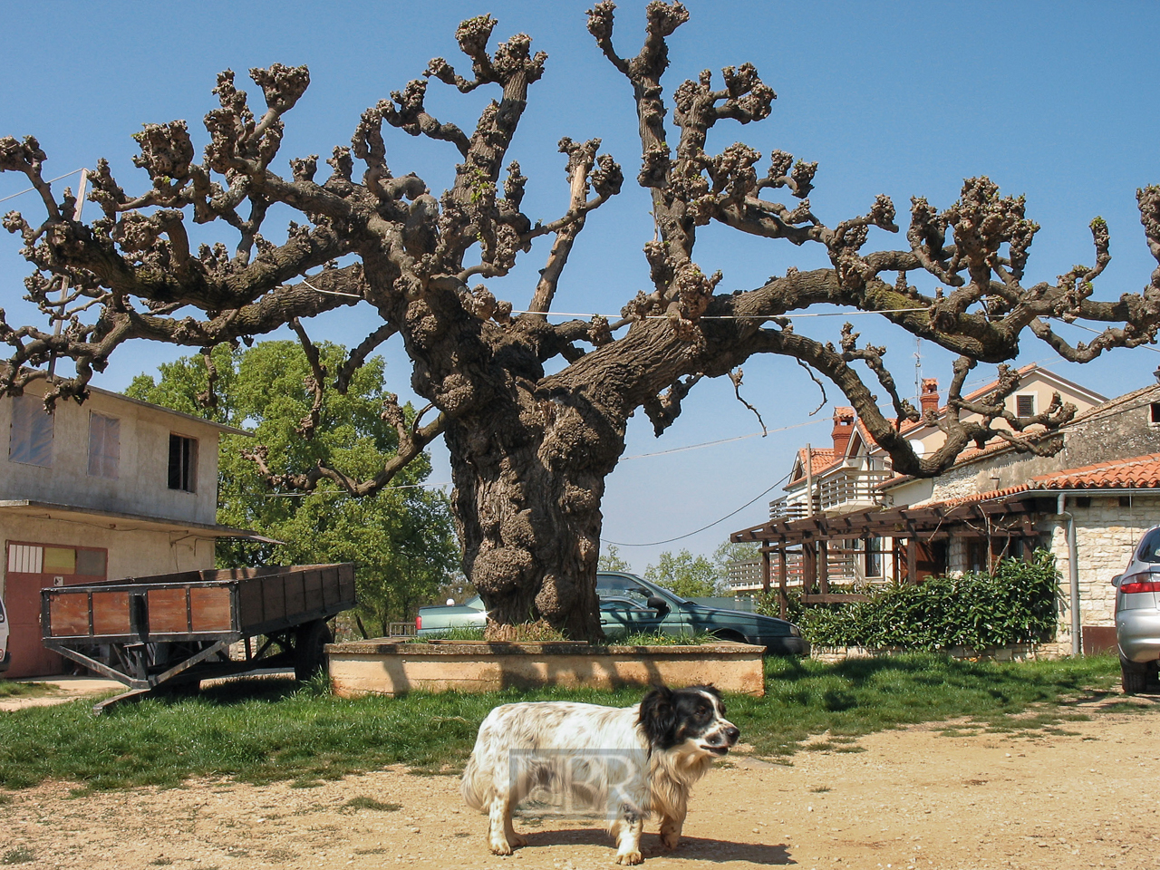 baum_knorrig_01