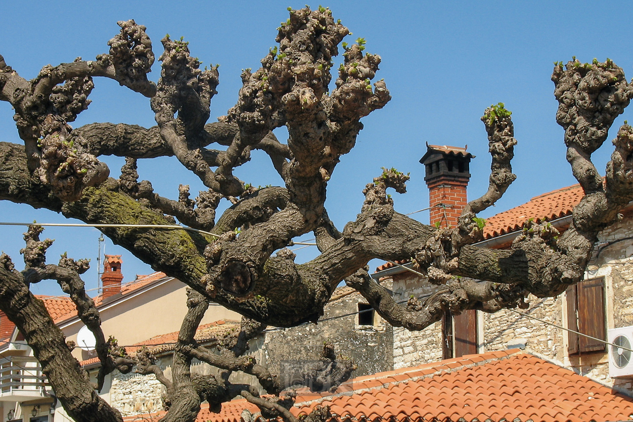 baum_knorrig_02