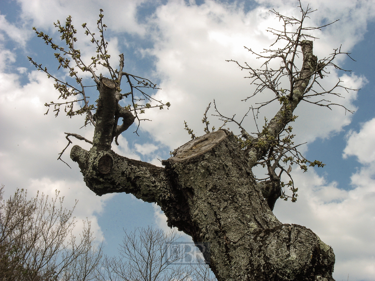 baum_vor_ausschlagen_03