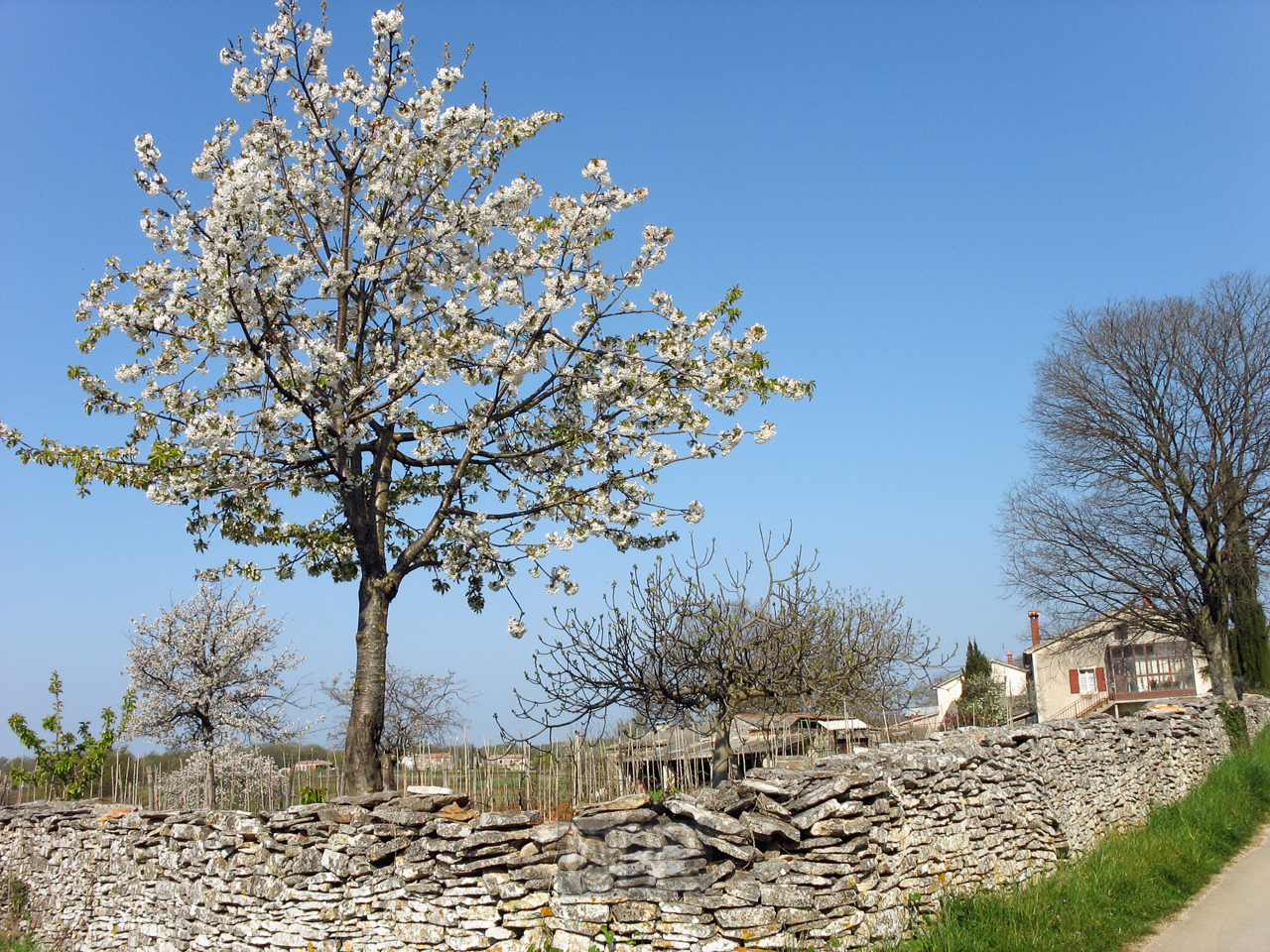 kirschbaum_blueht_02