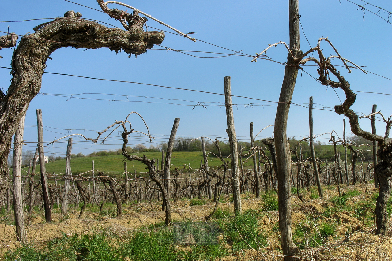weinstoecke_im_april_02
