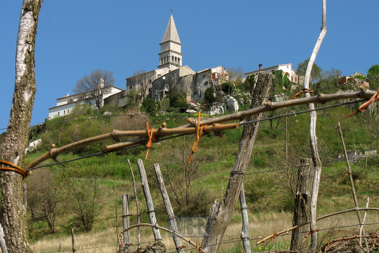 weinstoecke_im_april_06