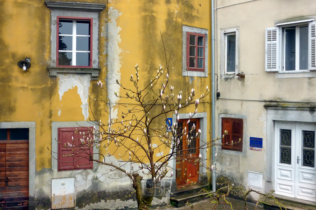 labin_20_hinterhof_magnolie