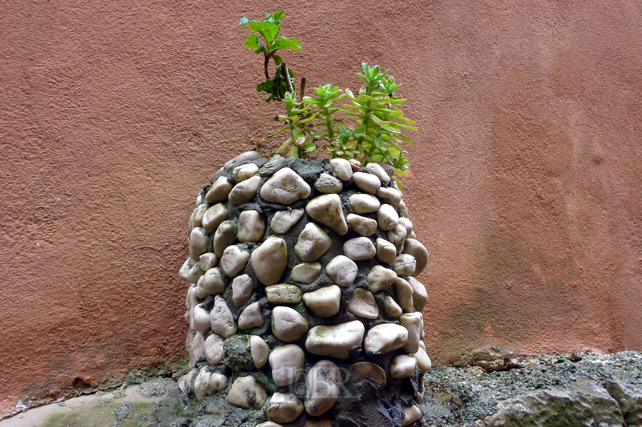 labin_24_mauer_bluemchen