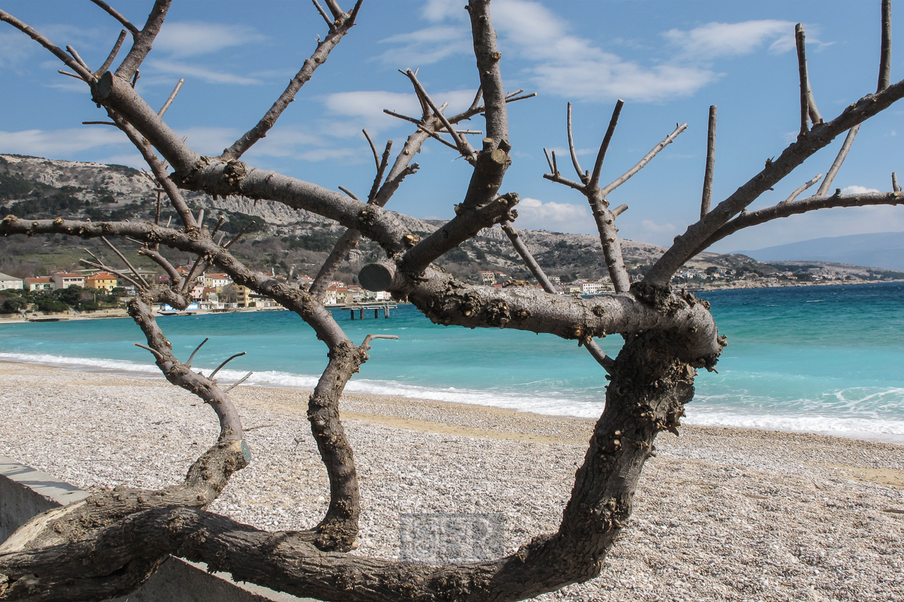 baum_krk_05_strand