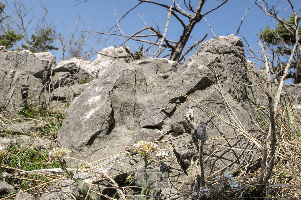 landschaft_krk_rudine_03_schafe