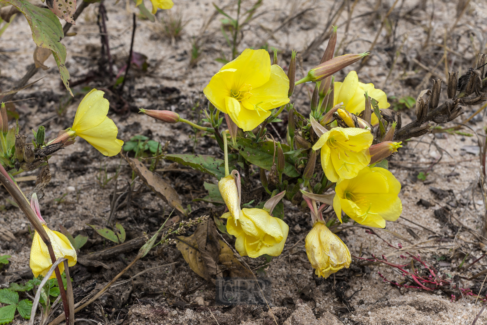 2. Etappe - aus Wald wird Sandwüste