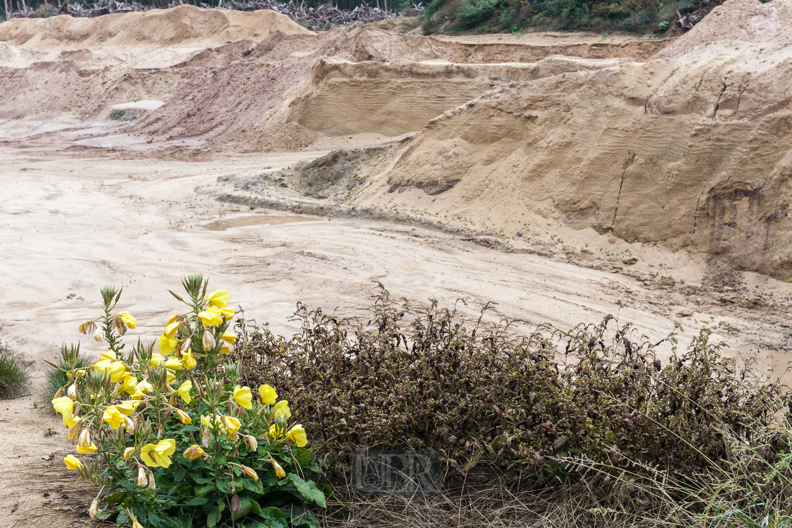 2. Etappe - aus Wald wird Sandwüste