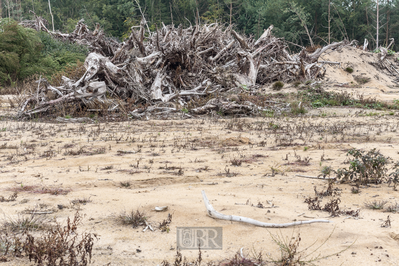 2. Etappe - aus Wald wird Sandwüste