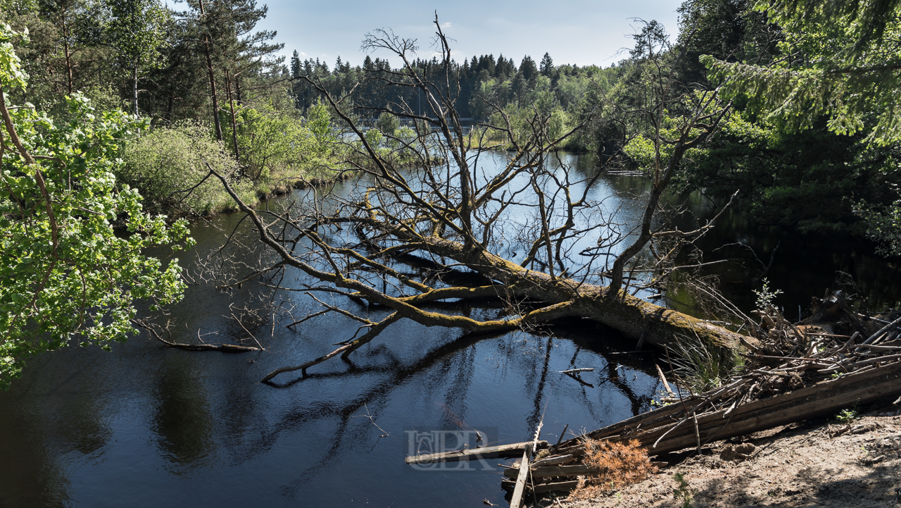 breitenbrucker_weiher_11