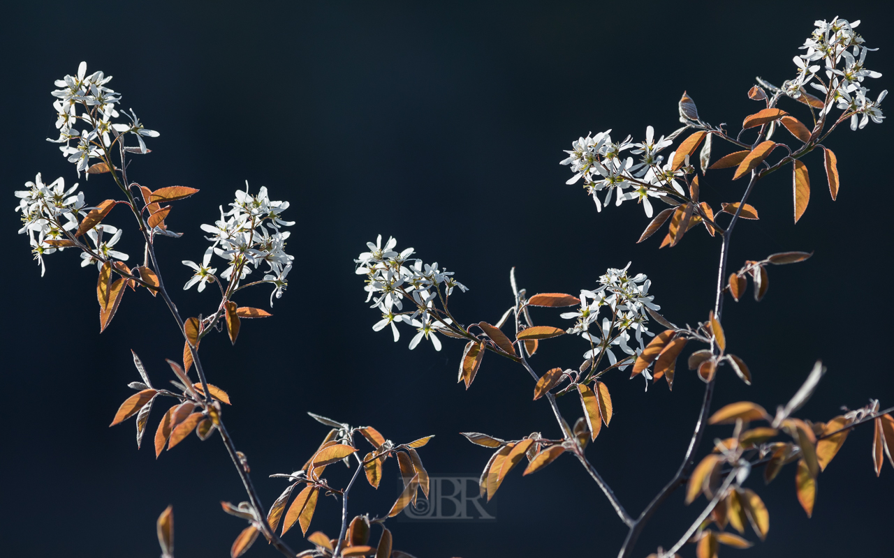 strauch_bluete_hammersee_01