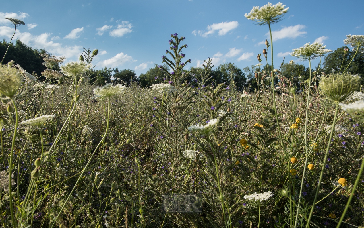 wiese_blumen_sommer_2021_1