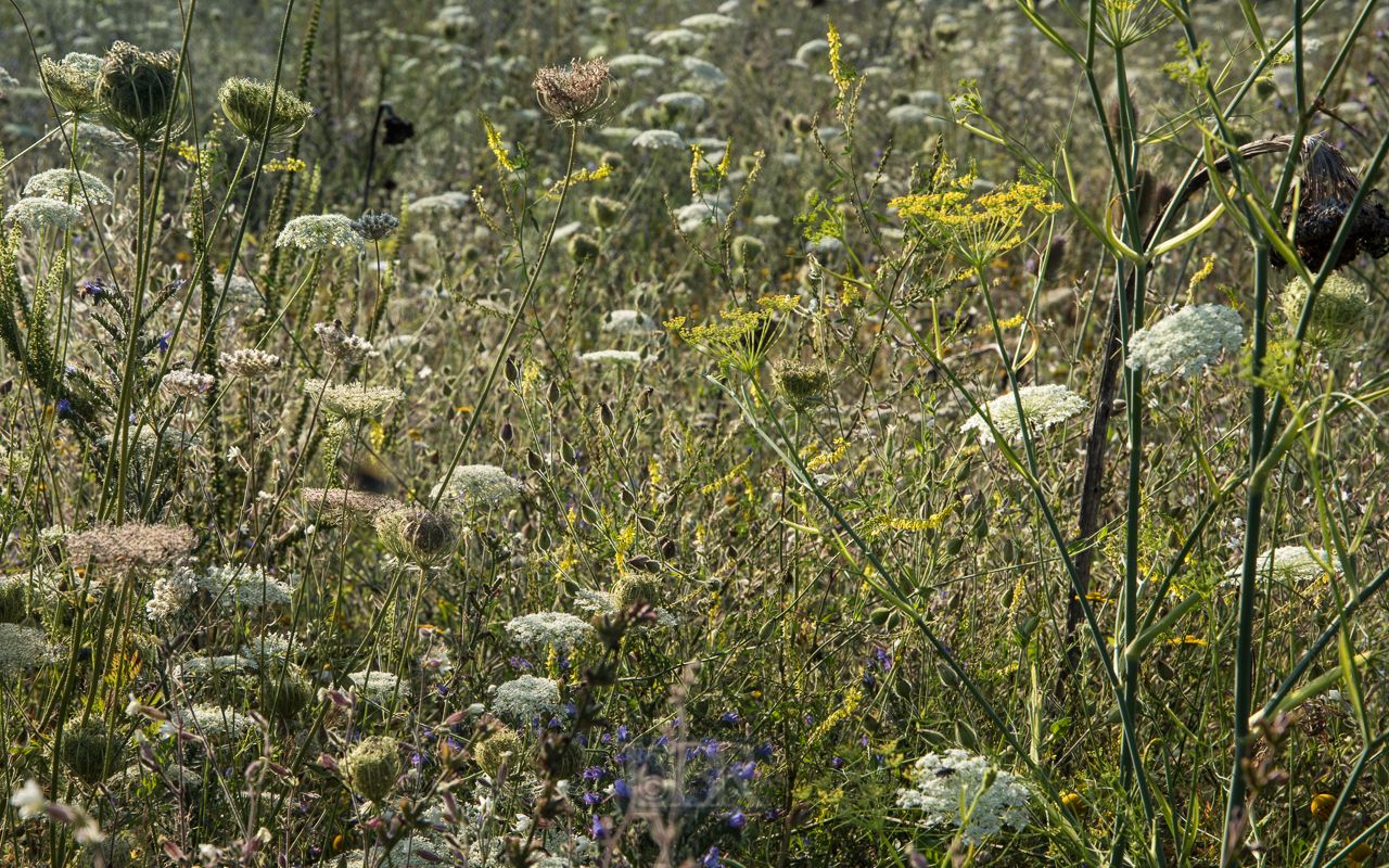 wiese_blumen_sommer_2021_2